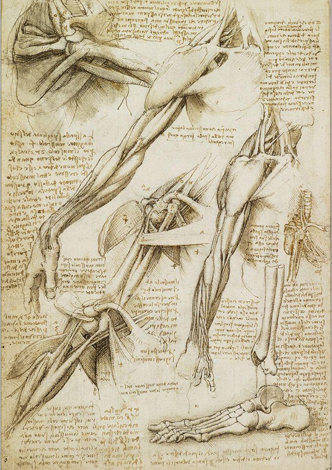 Леонардо да Винчи, Мышцы и кости плеча и кости стопы и лодыжки (c 1510, Windsor Castle, Royal Library, Royal Collection Trust, 19013v) Leonardo's philosophical anatomies The Lancet, 393 (2019) 1404-1408. doi:10.1016/S0140-6736(19)30584-7