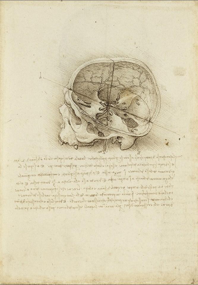 Леонардо да Винчи, Череп разделен по вертикали и горизонтали (1489, Windsor Castle, Royal Library, Royal Collection Trust, 19058r) Leonardo's philosophical anatomies The Lancet, 393 (2019) 1404-1408. doi:10.1016/S0140-6736(19)30584-7