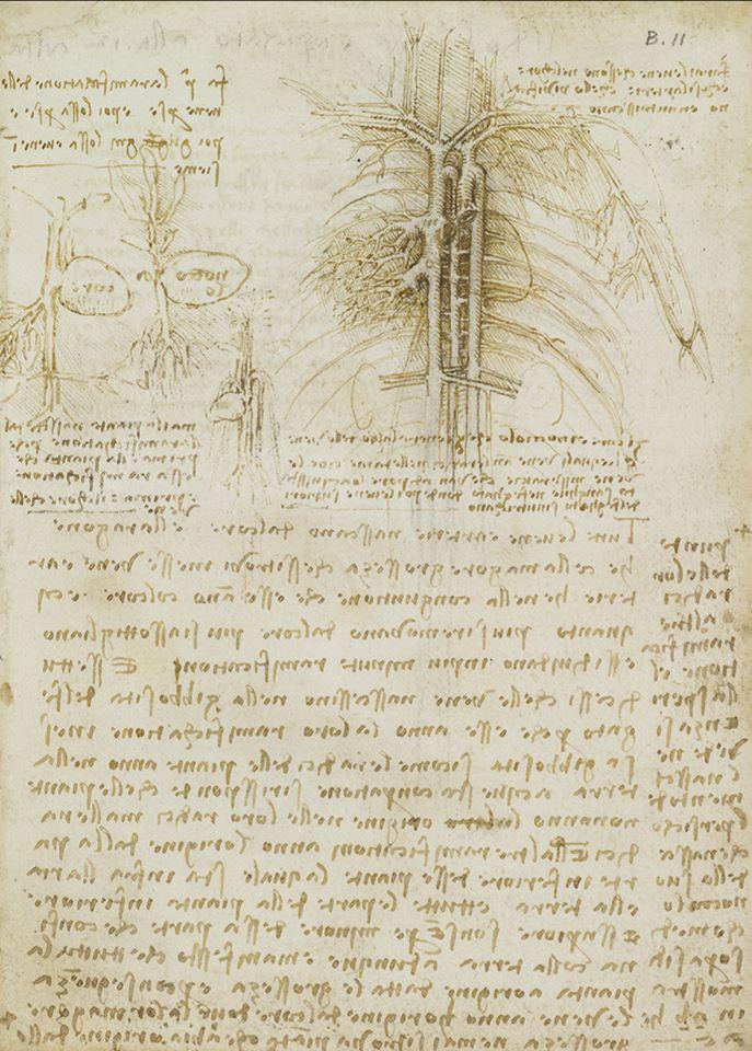 Леонардо да Винчи, Демонстрация грудных сосудов и сердца как семени (c 1508, Windsor Castle, Royal Library, Royal Collection Trust, 19038r) Leonardo's philosophical anatomies The Lancet, 393 (2019) 1404-1408. doi:10.1016/S0140-6736(19)30584-7