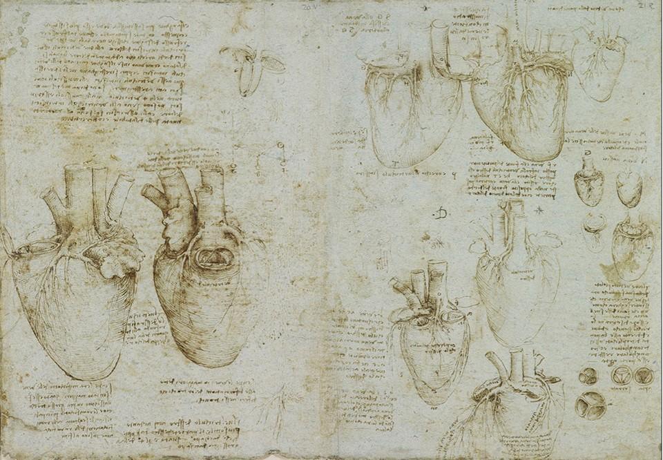 Леонардо да Винчи, Исследования сердца вола и его кровеносных сосудов и клапанов (c 1513, Windsor Castle, Royal Library, Royal Collection Trust, 19073r–4v) Leonardo's philosophical anatomies The Lancet, 393 (2019) 1404-1408. doi:10.1016/S0140-6736(19)30584-7